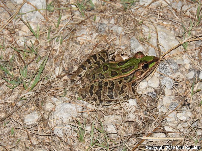 Rio Grande Leopard Frog (Lithobates berlandieri)