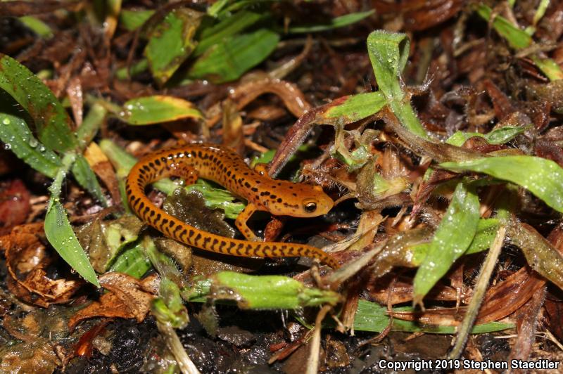 Long-tailed Salamander (Eurycea longicauda longicauda)