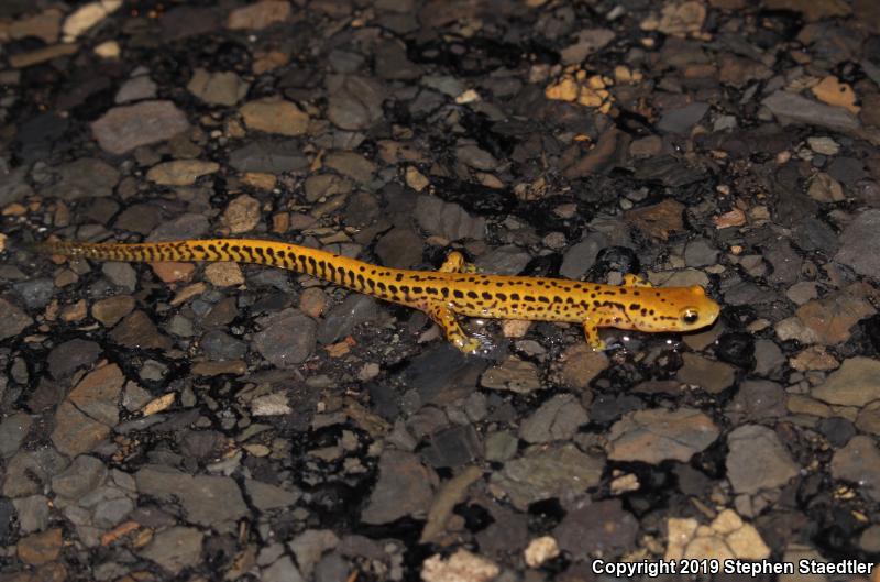 Long-tailed Salamander (Eurycea longicauda longicauda)