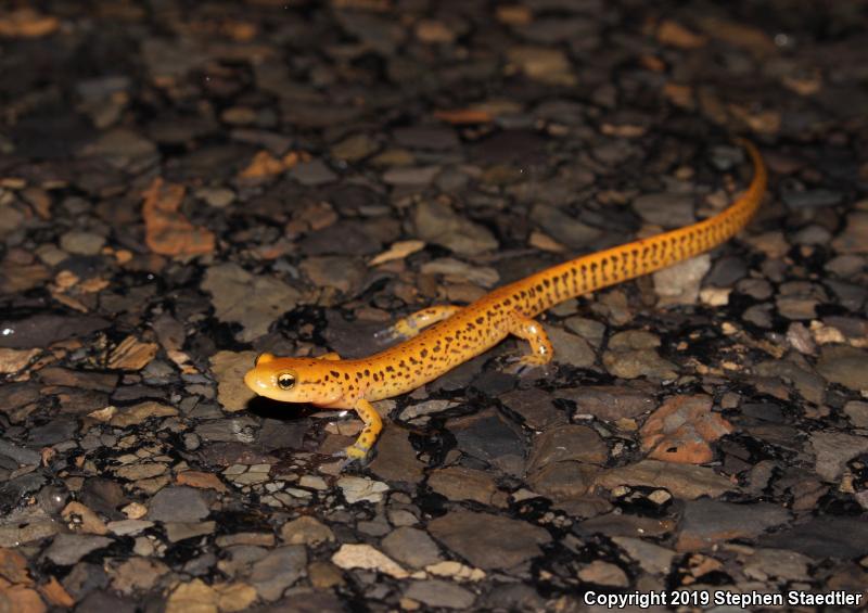 Long-tailed Salamander (Eurycea longicauda longicauda)