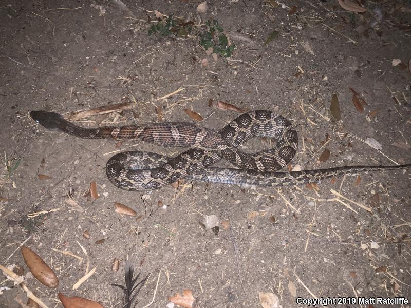 Texas Ratsnake (Pantherophis obsoletus lindheimeri)