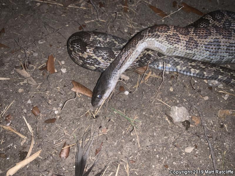 Texas Ratsnake (Pantherophis obsoletus lindheimeri)