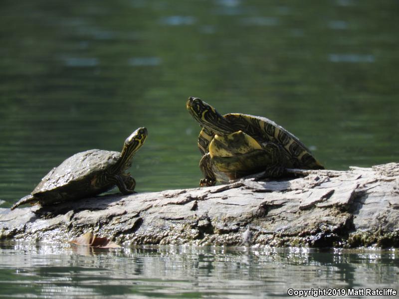 Texas Cooter (Pseudemys texana)