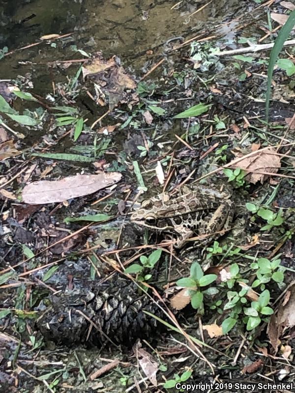 Pickerel Frog (Lithobates palustris)