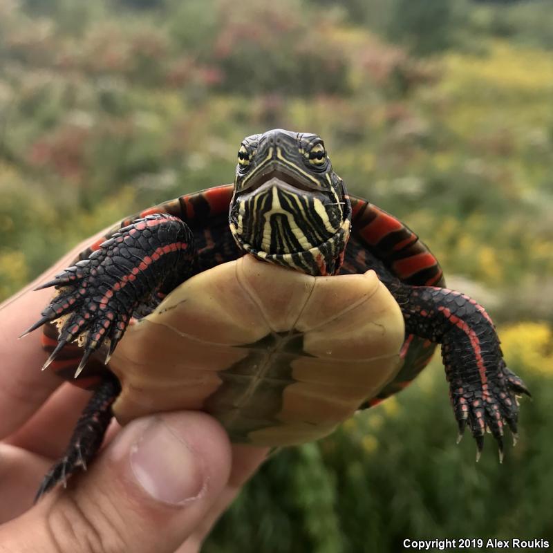 Midland Painted Turtle (Chrysemys picta marginata)