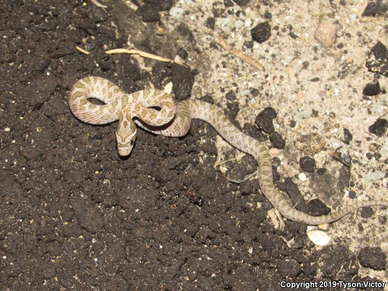 Great Plains Ratsnake (Pantherophis emoryi)