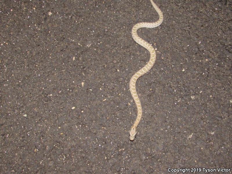 Great Plains Ratsnake (Pantherophis emoryi)