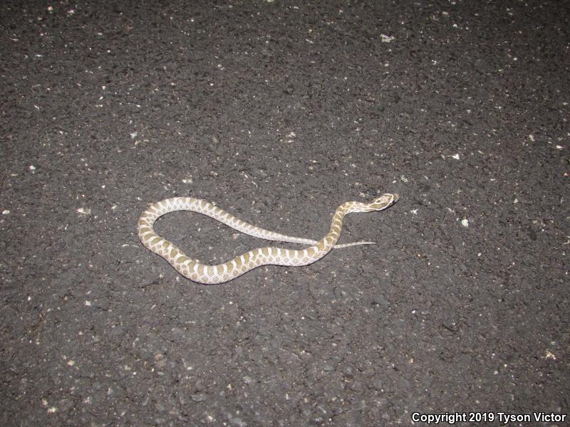 Great Plains Ratsnake (Pantherophis emoryi)