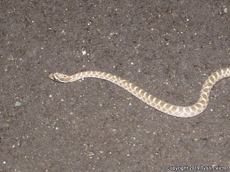 Great Plains Ratsnake (Pantherophis emoryi)