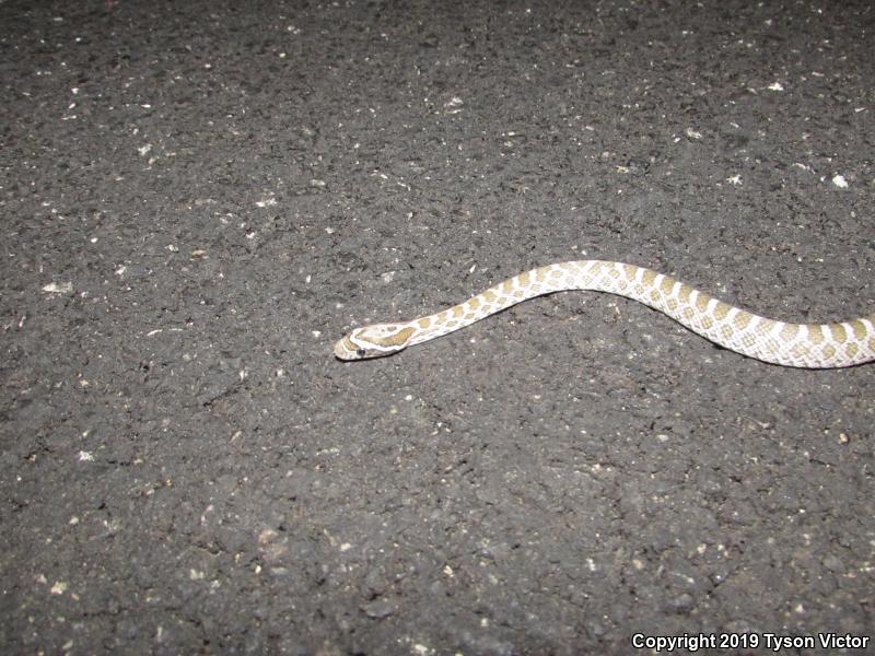 Great Plains Ratsnake (Pantherophis emoryi)