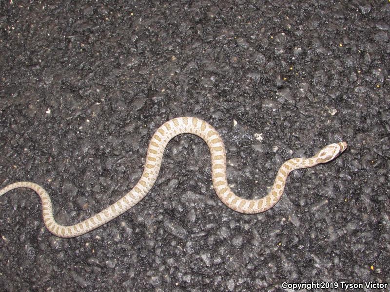 Great Plains Ratsnake (Pantherophis emoryi)