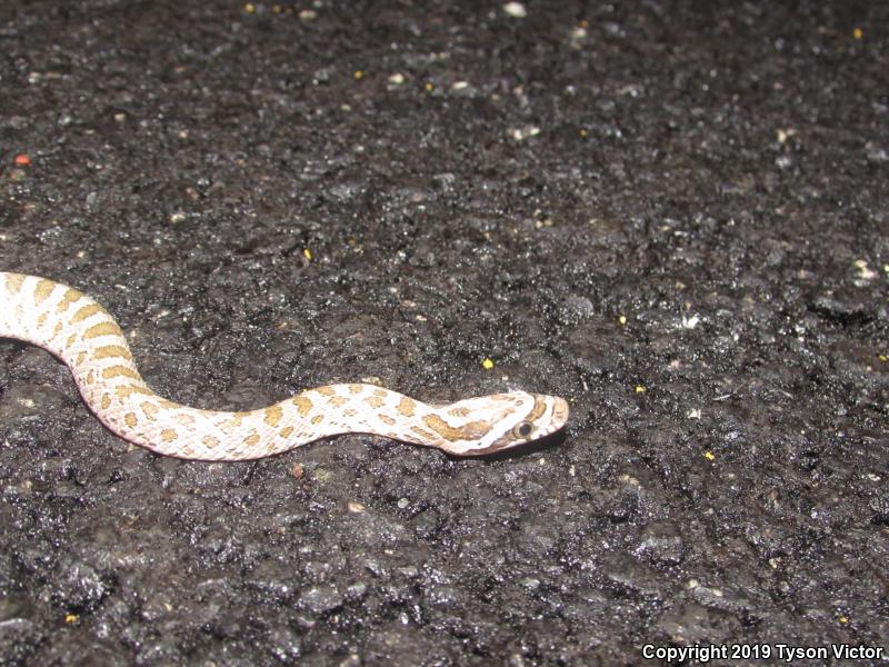 Great Plains Ratsnake (Pantherophis emoryi)