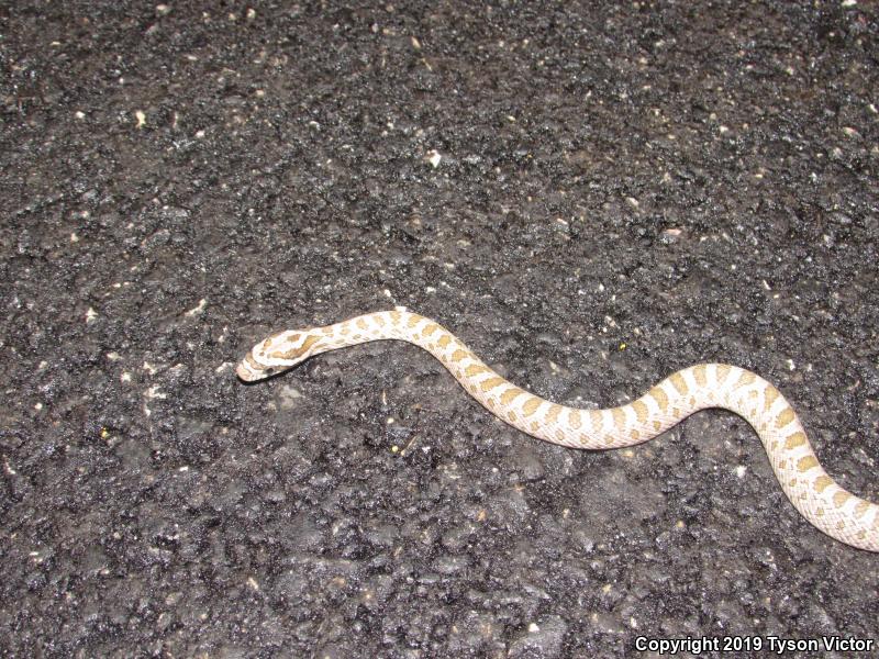 Great Plains Ratsnake (Pantherophis emoryi)