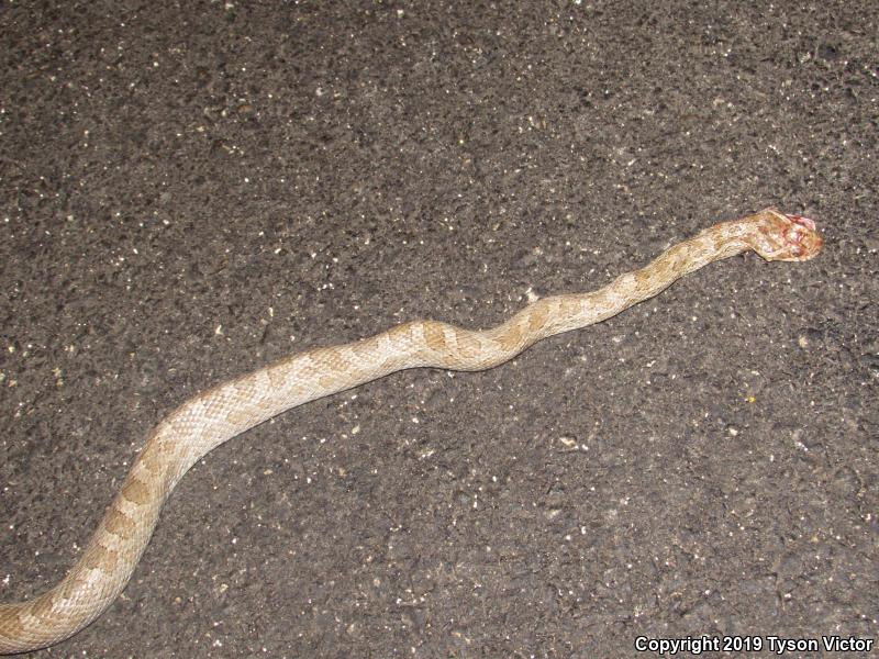 Great Plains Ratsnake (Pantherophis emoryi)