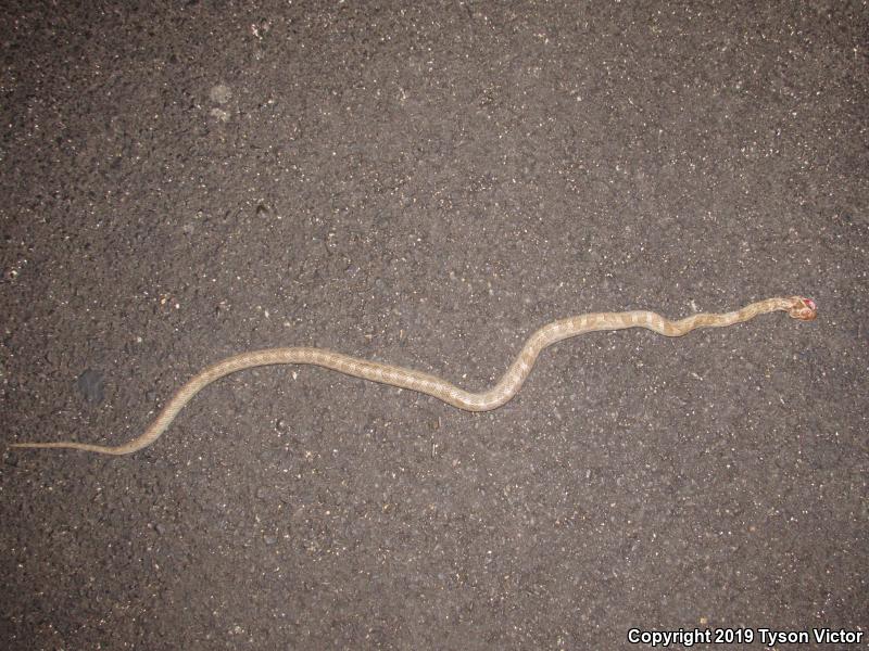 Great Plains Ratsnake (Pantherophis emoryi)