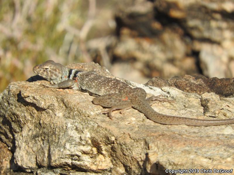 Great Basin Collared Lizard (Crotaphytus bicinctores)