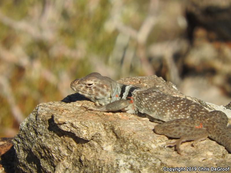 Great Basin Collared Lizard (Crotaphytus bicinctores)