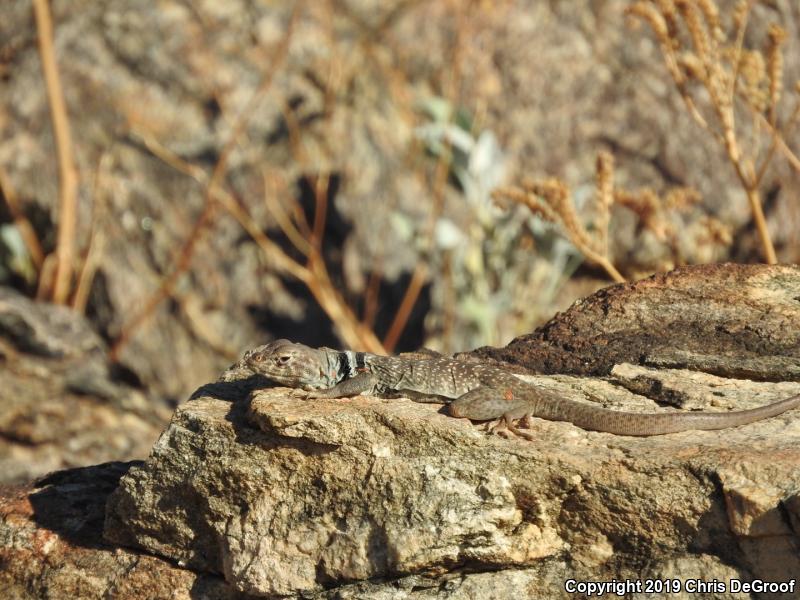 Great Basin Collared Lizard (Crotaphytus bicinctores)