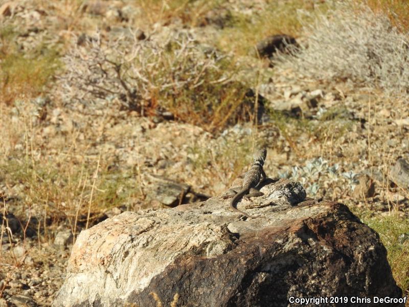 Great Basin Collared Lizard (Crotaphytus bicinctores)