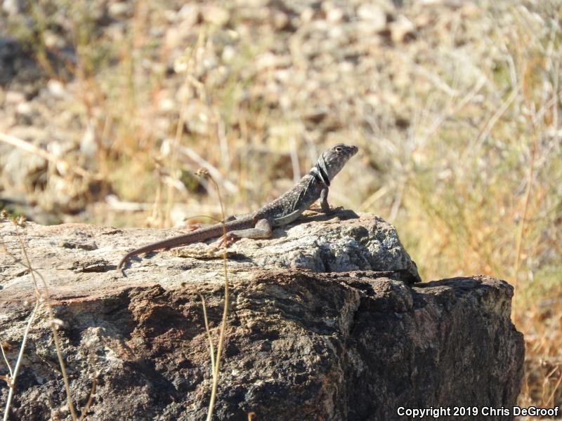 Great Basin Collared Lizard (Crotaphytus bicinctores)