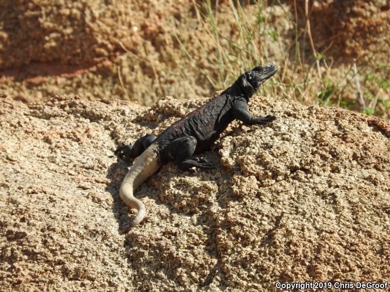 Common Chuckwalla (Sauromalus ater)