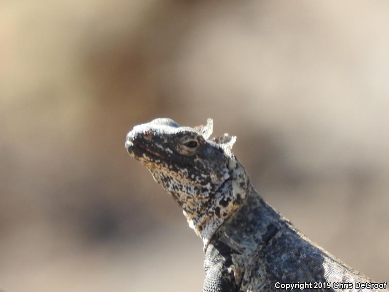 Common Chuckwalla (Sauromalus ater)