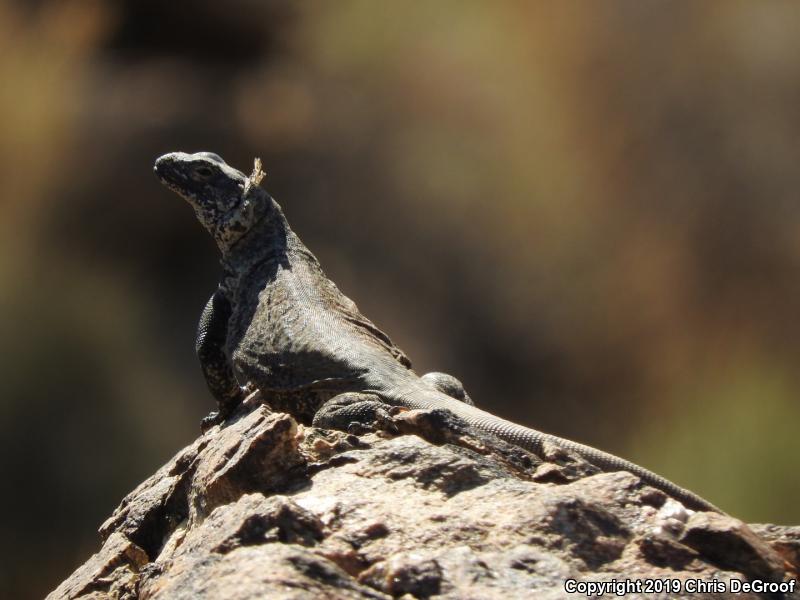 Common Chuckwalla (Sauromalus ater)