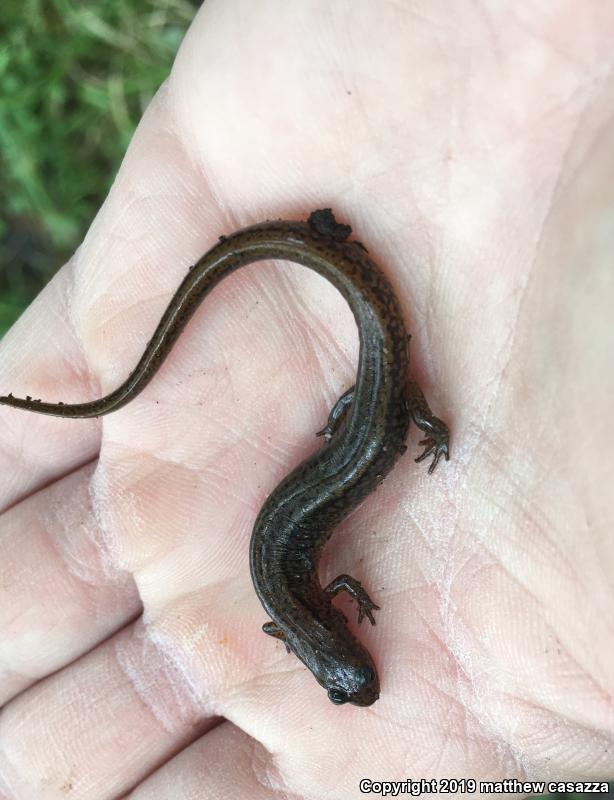 Northern Dusky Salamander (Desmognathus fuscus)