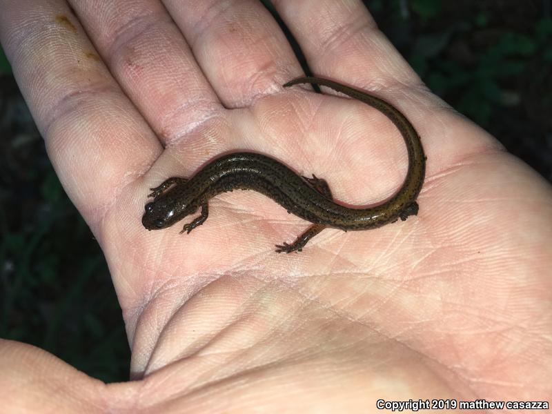 Northern Dusky Salamander (Desmognathus fuscus)