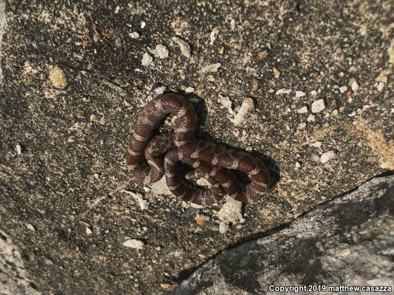 Milksnake (Lampropeltis triangulum)