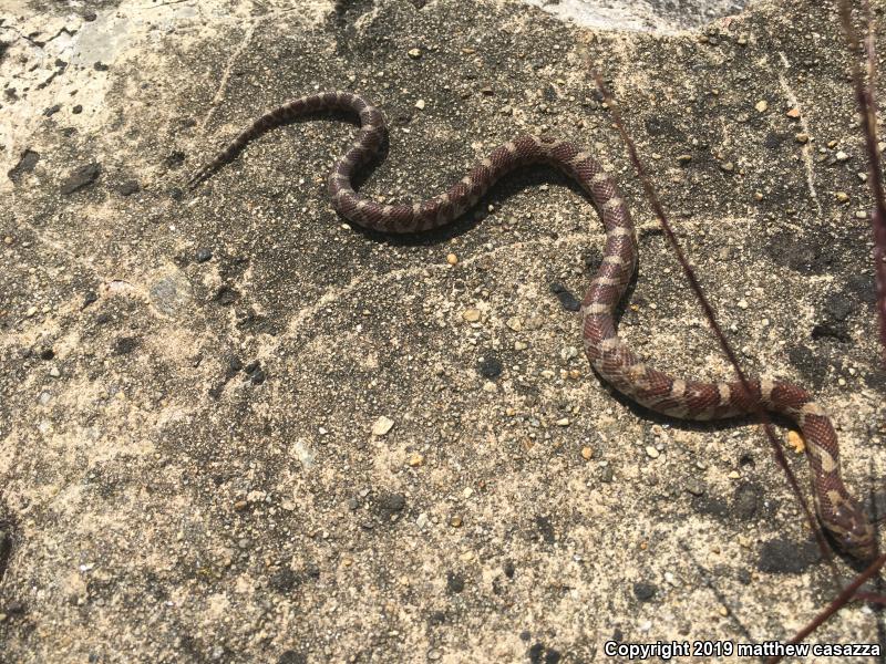 Milksnake (Lampropeltis triangulum)