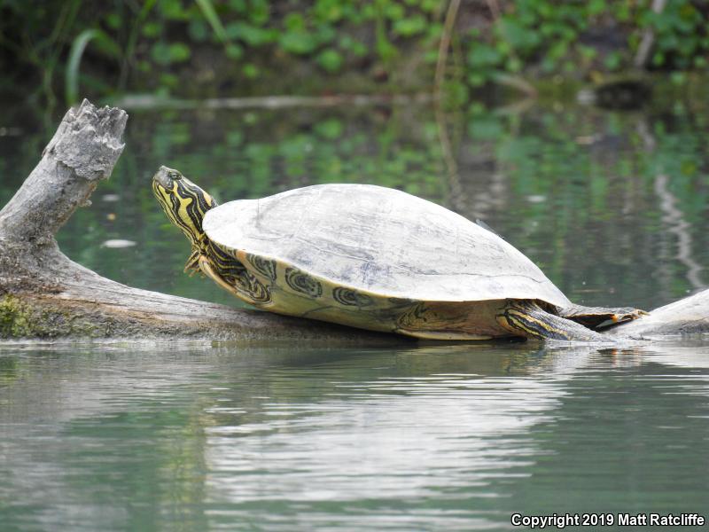 Texas Cooter (Pseudemys texana)