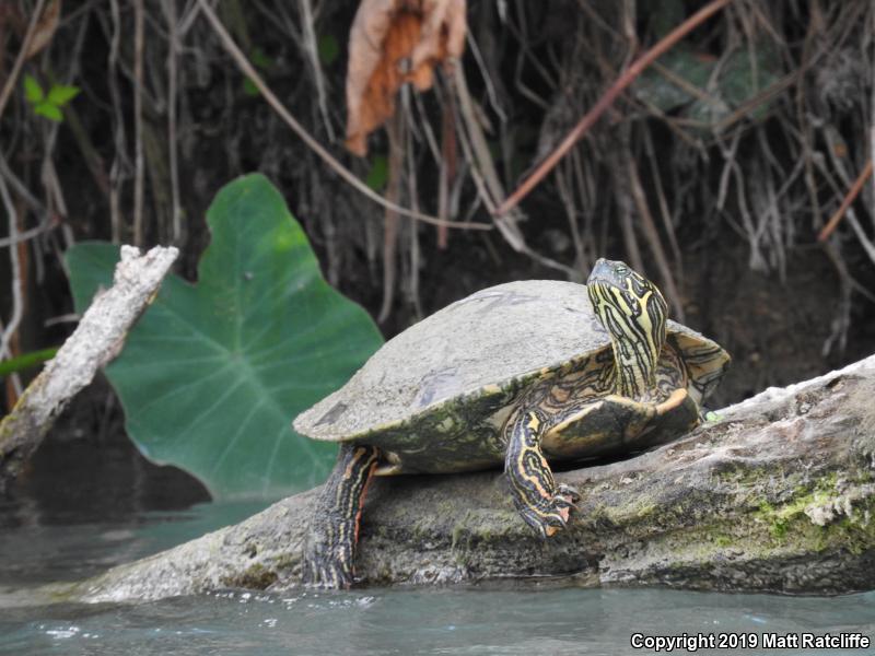 Texas Cooter (Pseudemys texana)