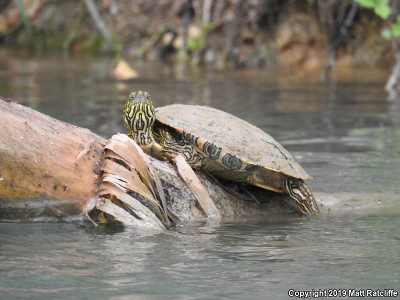 Texas Cooter (Pseudemys texana)