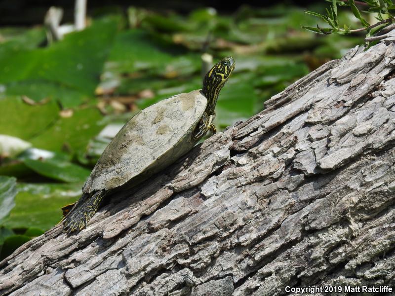 Texas Cooter (Pseudemys texana)