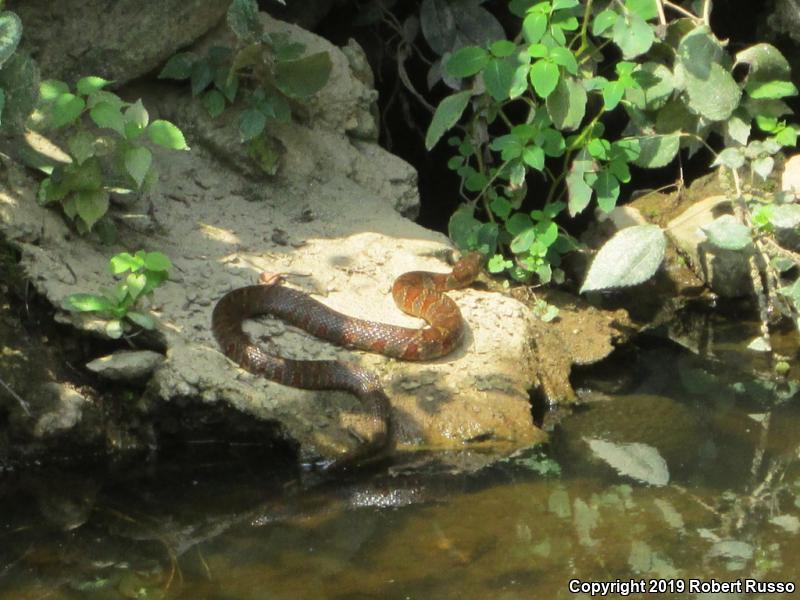 Northern Watersnake (Nerodia sipedon sipedon)