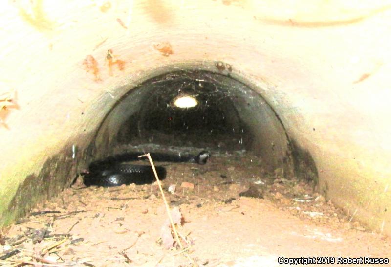 Northern  Black Racer (Coluber constrictor constrictor)