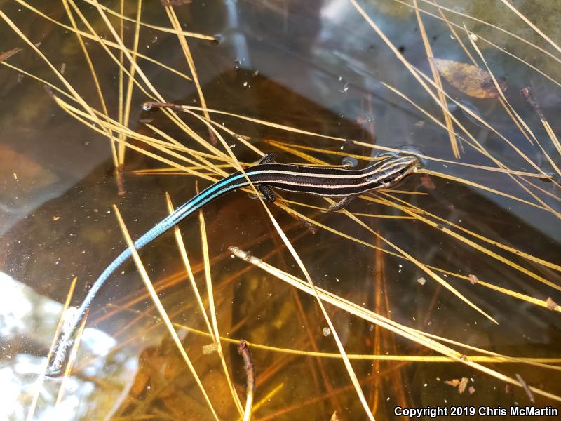 Broadhead Skink (Plestiodon laticeps)