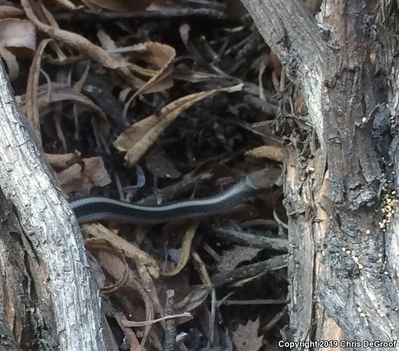 Coast Patch-nosed Snake (Salvadora hexalepis virgultea)