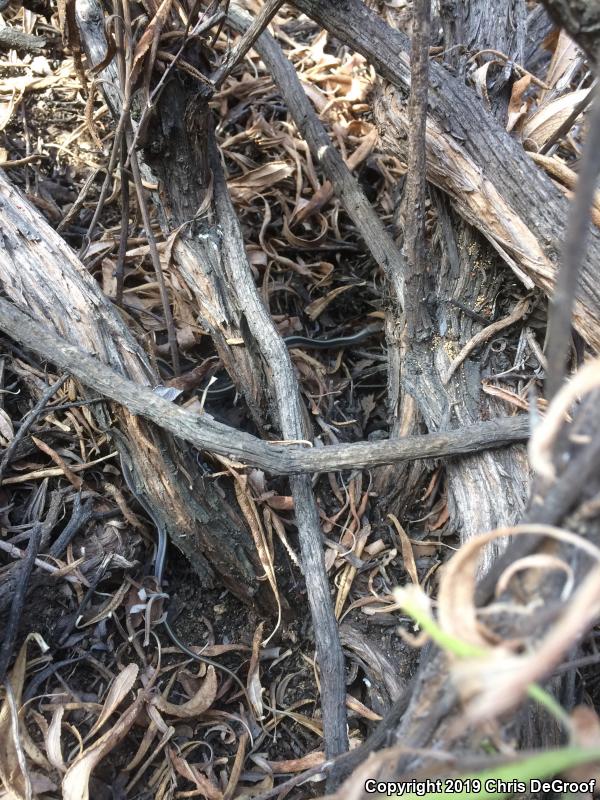 Coast Patch-nosed Snake (Salvadora hexalepis virgultea)