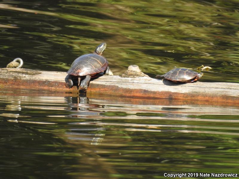 Painted Turtle (Chrysemys picta)