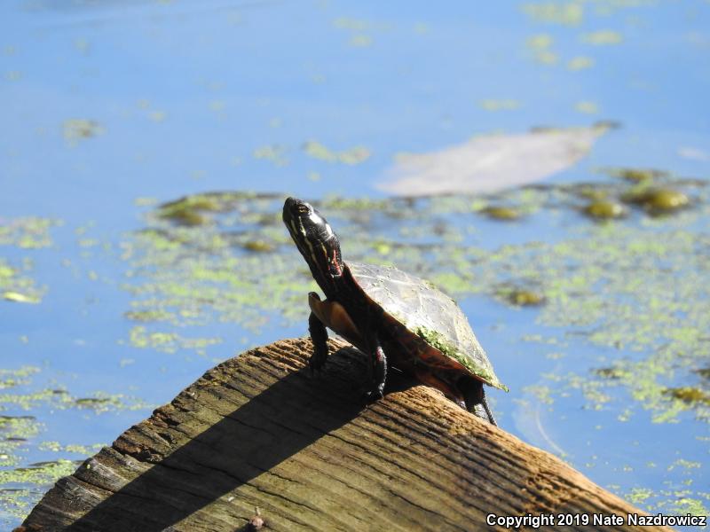 Painted Turtle (Chrysemys picta)