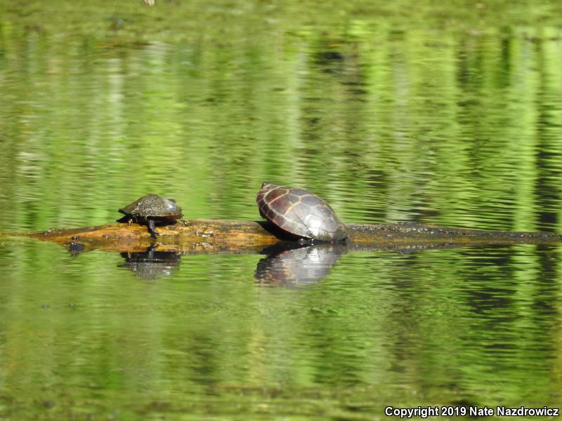 Painted Turtle (Chrysemys picta)