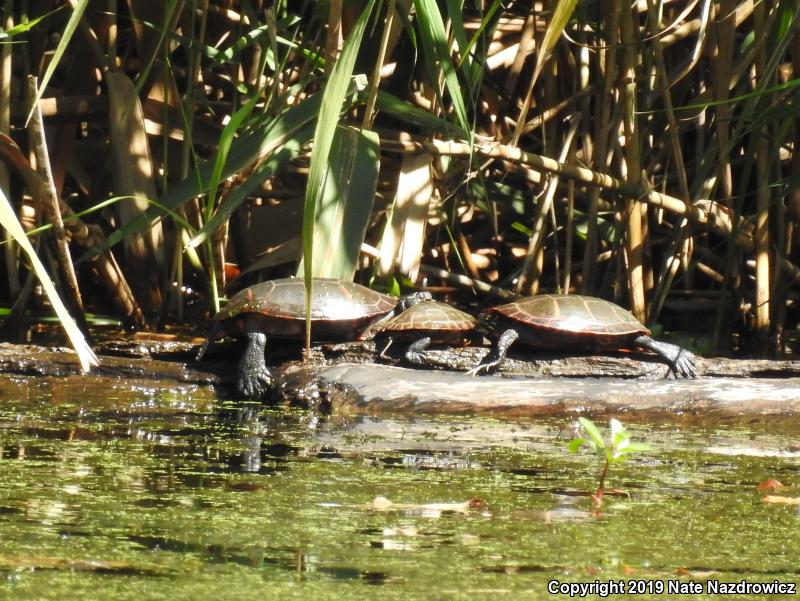 Painted Turtle (Chrysemys picta)