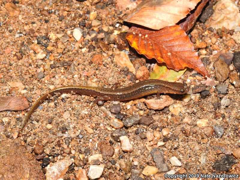 Northern Two-lined Salamander (Eurycea bislineata)