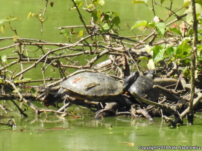 Painted Turtle (Chrysemys picta)