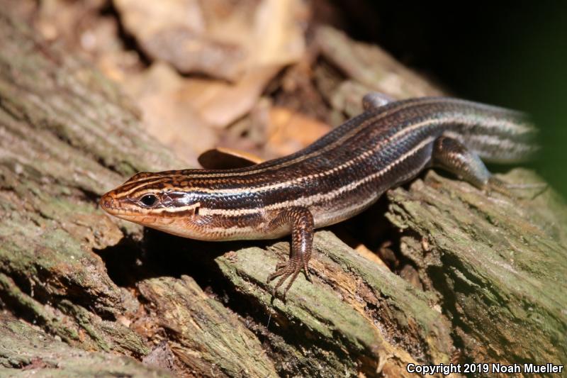 Southeastern Five-lined Skink (Plestiodon inexpectatus)