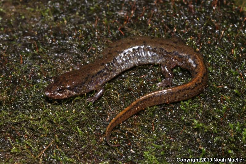 Seal Salamander (Desmognathus monticola)