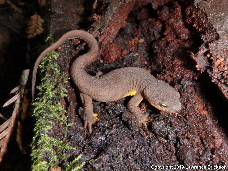 Rough-skinned Newt (Taricha granulosa)