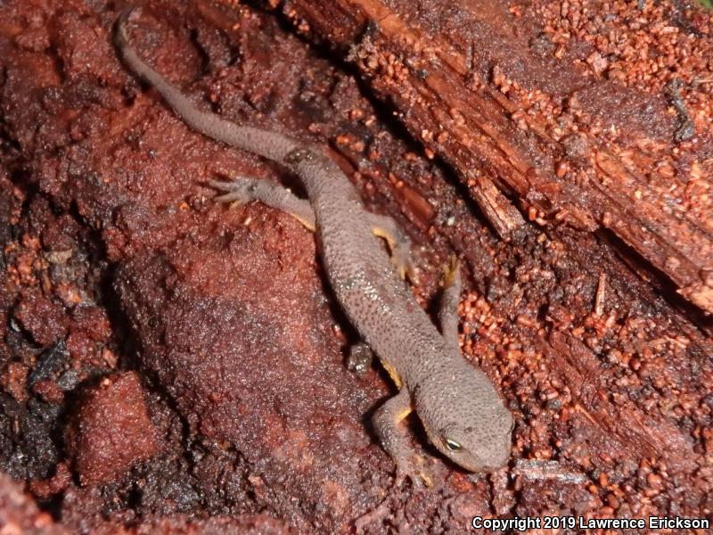 Rough-skinned Newt (Taricha granulosa)